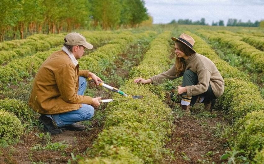  Coldiretti, lavoro: “SOS raccolti Made in Piemonte senza lavoratori stagionali”