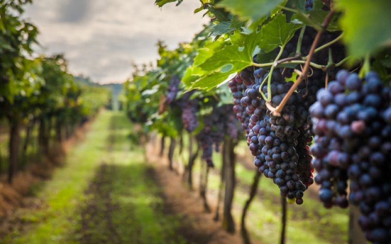  Prezzi delle uve piemontesi 2023